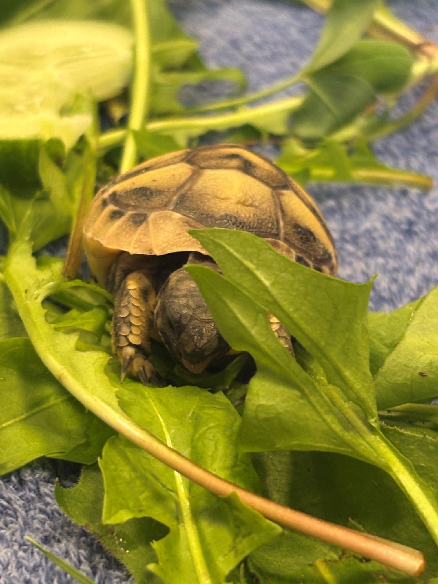 Schildkrötenprojekt